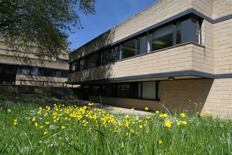 Yellow flowers in front of the St Cross Building in Oxford