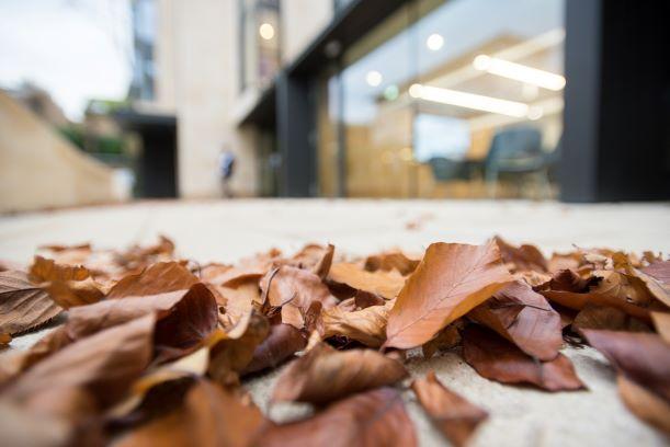 leaves at the Bonavero