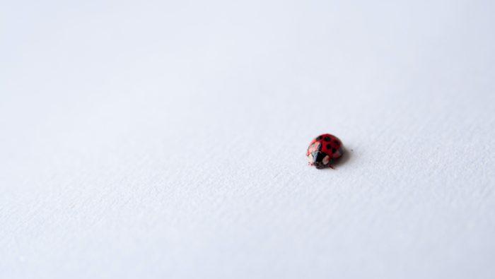 Ladybug