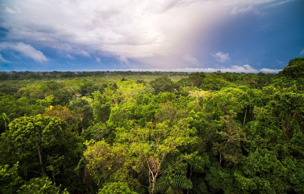 Image of Amazon rainforest tree canopy and sky